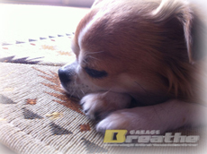 明日11月29日（土）臨時休業させて頂きます。